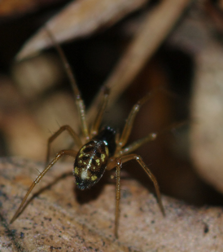 Linyphiidae